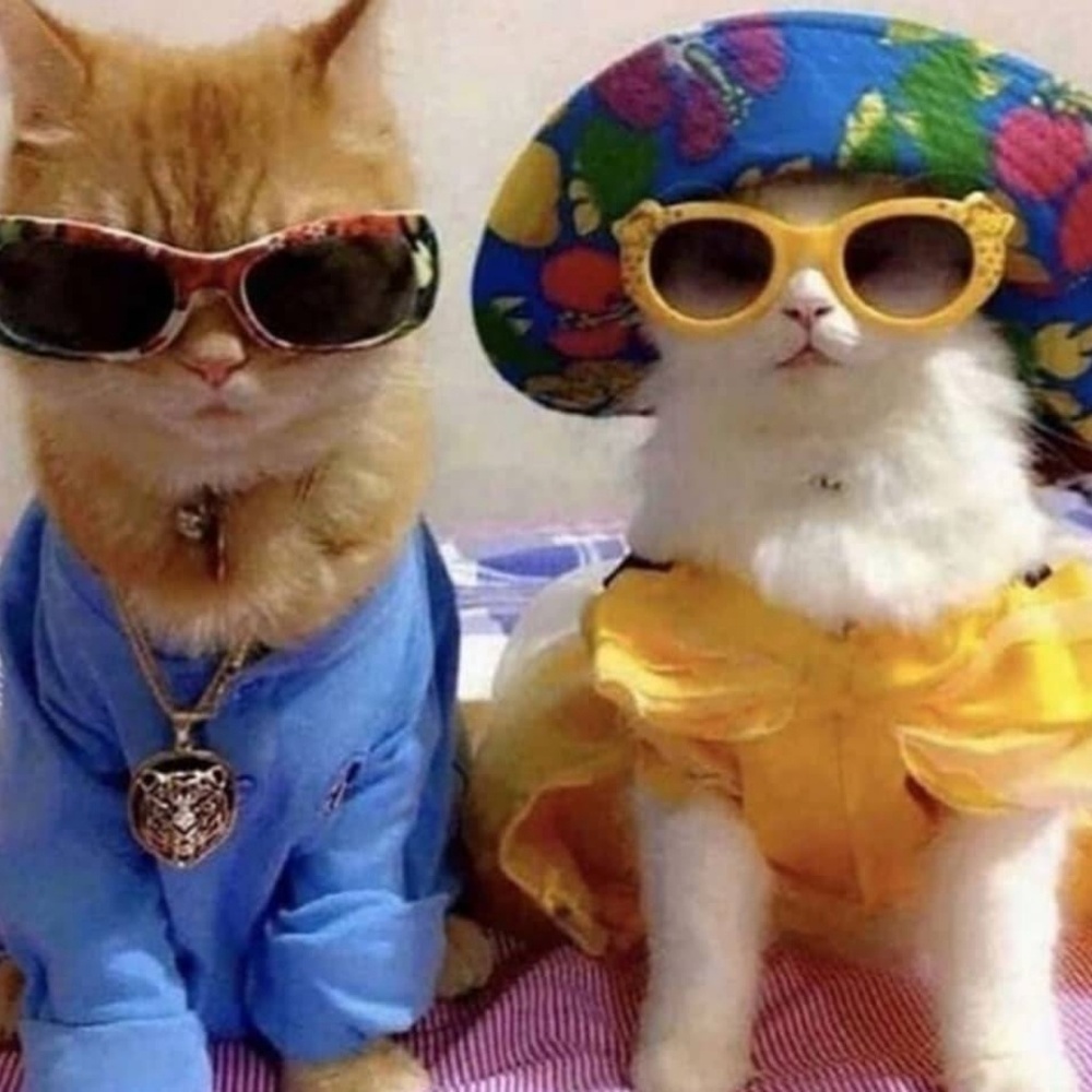 Meet your Posher, Sophia